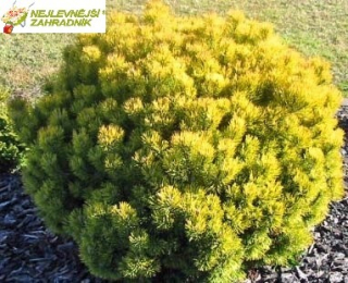 Borovice kleč - Pinus mugo ´OPHIR´ (kont. 2 litry)