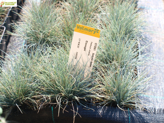 Kostřava AKCE - Festuca glauca 'EISVOGEL´(kont 1,5 litrů)