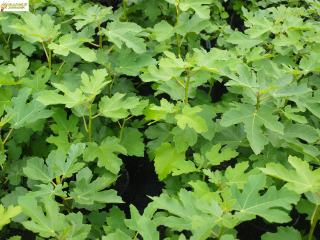 Fíkovník (mrazuvzdorný) - Ficus peretta (kont. 1,5 litrů)