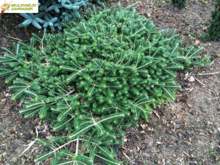 Jedle korejská, zakrslá - Abies koreana ´FLIEGENDE UNTERTASSE´ (kont. 2 litry)
