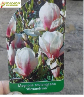 Šácholan Soulangeův - Magnolia soulangeana (kont. 2 litry)