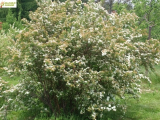 Tavolník vanhouteuv (AKCE 4 LETÉ ROSTLINY) - Spiraea x Vanhouttei´ (kont. 9x9 cm)