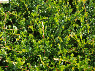 Americká brusinka (klikva) - Vaccinium macrocarpon 'BIG PEARL' (kont. 9x9 cm)