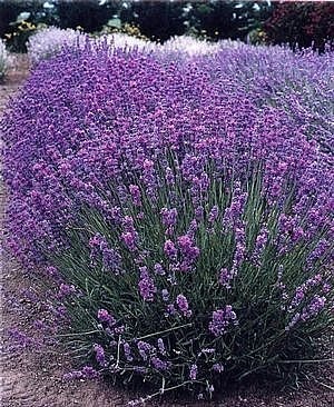Levandule lékařská (rostliny budou kvést) - Lavandula angustifolia 'HIDCOTE' (kont. 9x9 cm)