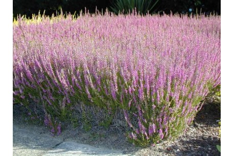 Vřes obecný - Calluna vul. ' ALLEGRO '