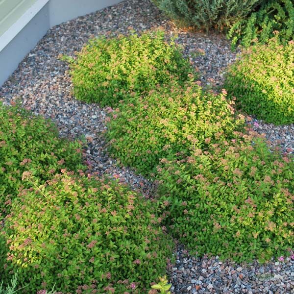 Tavolník japonský - Spiraea japonica (nízký, půdopokryvný druh)