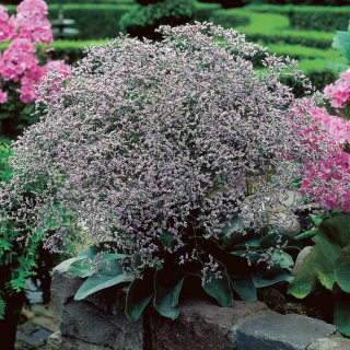 Statice širokolistá (k sušení) - Limonium lafifolium (kont. 9x9cm)