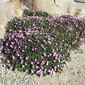Pumpava - Erodium variabile 'BISHOP'S FORM ' (kont. 9x9 cm)