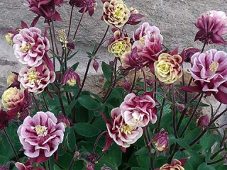 Orlíček - Aquilegia ' WINKY DOUBLE RED WHITE'