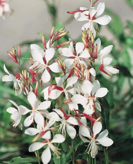 Svíčkovec bílý květ - Gaura lindheimeri ' WHITE SPARKLE´(kont.9x9cm)