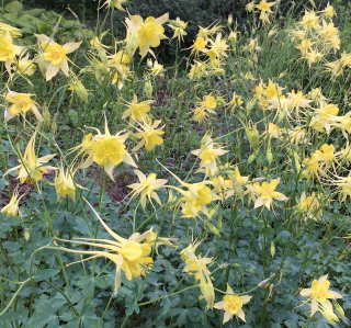 Orlíček zahradní - Aquilegia chrysantha ´YELLOW QUEEN´(kont. 9x9 cm)