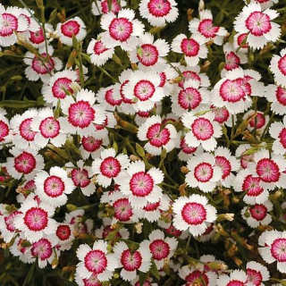 Hvozdík kropenatý (krásně voní) - Dianthus deltoides ´ARTIC FIRE´(kont. 9x9 cm)