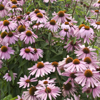 Třapatka náchová - Echinacea purpurea ´MAGNUS´(kont. 9x9 cm)