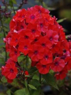 Plaménka latnatá - Phlox pan. ´SPECIAL FIRE´(kont. 9x9 cm)