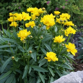 Krásnoočko - Coreopsis ´PRESTO´(9x9cm)